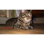 Zdjęcia użytkowników Nokia 808 Pure View