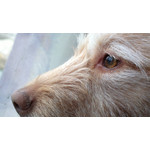 Zdjęcia użytkowników Nokia 808 Pure View