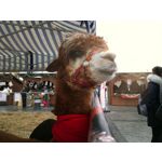 Zdjęcia użytkowników Nokia 808 Pure View