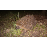 Zdjęcia użytkowników Nokia 808 Pure View