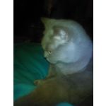 ZDJĘCIA Z TEGO TELEFONU