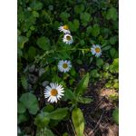 Zdjęcia użytkowników Nokia 9 PureView