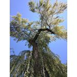 Zdjęcia użytkowników Nokia 9 PureView