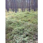 Zdjęcia użytkowników Nokia Asha 200