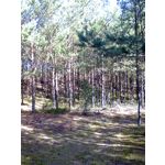 Zdjęcia użytkowników Nokia Asha 200