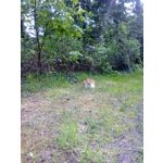 Zdjęcia użytkowników Nokia Asha 200