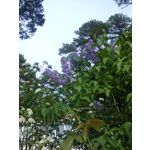 Zdjęcia użytkowników Nokia Asha 200