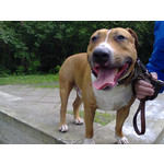 Zdjęcia użytkowników Nokia Asha 200