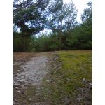 Zdjęcia użytkowników Nokia Asha 200