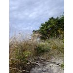 Zdjęcia użytkowników Nokia Asha 200