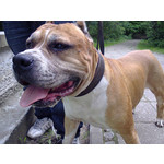 Zdjęcia użytkowników Nokia Asha 200