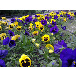 Zdjęcia użytkowników Nokia Asha 200