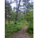 Zdjęcia użytkowników Nokia Asha 200