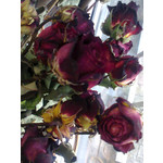 Zdjęcia użytkowników Nokia Asha 200