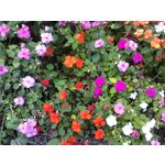 Zdjęcia użytkowników Nokia Asha 200