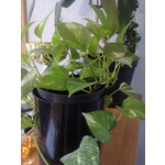 Zdjęcia użytkowników Nokia Asha 200