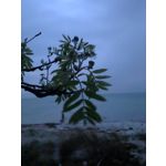 Zdjęcia użytkowników Nokia Asha 200