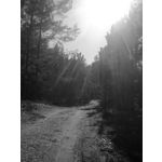 Zdjęcia użytkowników Nokia Asha 200