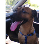 Zdjęcia użytkowników Nokia Asha 206