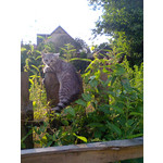 Zdjęcia użytkowników Nokia Asha 206