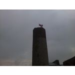 Zdjęcia użytkowników Nokia Asha 302