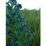 ZDJĘCIA Z TEGO TELEFONU