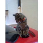 Zdjęcia użytkowników Nokia C2-02 Zdjęcia użytkowników Nokia C2-02