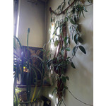 Zdjęcia użytkowników Nokia C2-02 Zdjęcia użytkowników Nokia C2-02