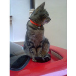 Zdjęcia użytkowników Nokia C2-02 Zdjęcia użytkowników Nokia C2-02