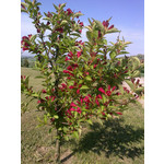 Zdjęcia użytkowników Nokia C3-01 Zdjęcia użytkowników Nokia C3-01