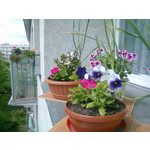 Zdjęcia użytkowników Nokia C3