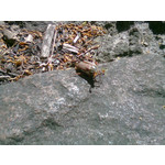 Zdjęcia użytkowników Nokia C3