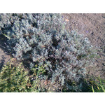 Zdjęcia użytkowników Nokia C3