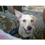 Zdjęcia użytkowników Nokia C5-00 5MP