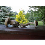 Zdjęcia użytkowników Nokia C5-00 5MP