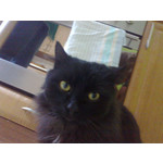 Zdjęcia użytkowników Nokia C5-00 5MP