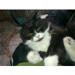 Zdjęcia użytkowników Nokia C5-00 5MP