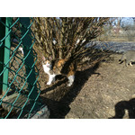 Zdjęcia użytkowników Nokia C5-00 5MP