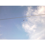 Zdjęcia użytkowników Nokia C5-03