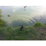 Zdjęcia użytkowników Nokia C5-03