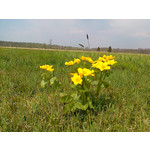 Zdjęcia użytkowników Nokia C5 Zdjęcia użytkowników Nokia C5