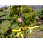 Zdjęcia użytkowników Nokia C6