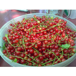 Zdjęcia użytkowników Nokia C6