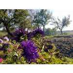 Zdjęcia użytkowników Nokia C6