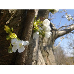 Zdjęcia użytkowników Nokia C6