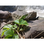 Zdjęcia użytkowników Nokia C6