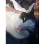 Zdjęcia użytkowników Nokia C6