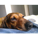 Zdjęcia użytkowników Nokia C6