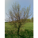 ZDJĘCIA Z TEGO TELEFONU