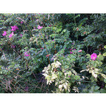 Zdjęcia użytkowników Nokia E66